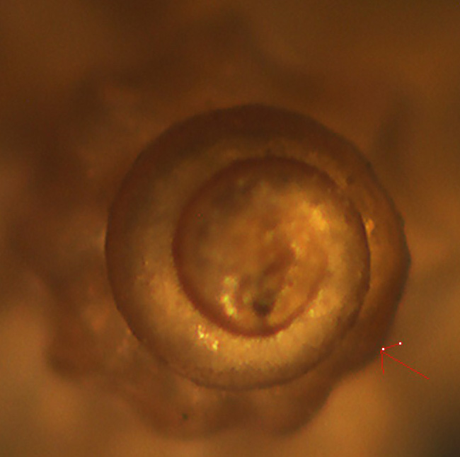 Mangelia da identificare